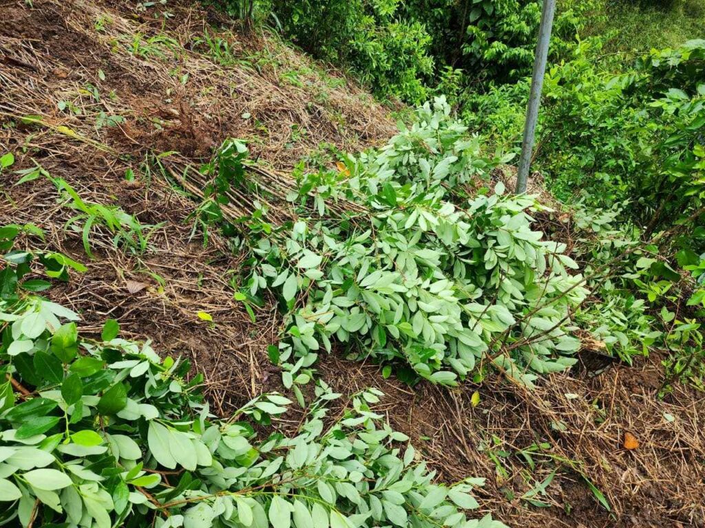 Destruyen laboratorio rústico y vivero con 15 mil plantas de coca en Colón, Honduras