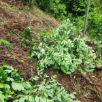 Destruyen laboratorio rústico y vivero con 15 mil plantas de coca en Colón, Honduras