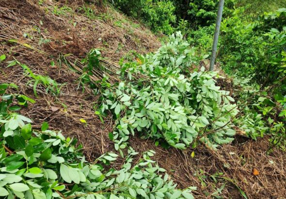 Destruyen laboratorio rústico y vivero con 15 mil plantas de coca en Colón, Honduras