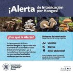 Intoxicación por hongos silvestres deja dos fallecidas en una familia de Palencia, Guatemala