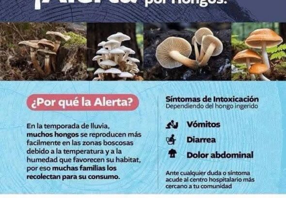 Intoxicación por hongos silvestres deja dos fallecidas en una familia de Palencia, Guatemala