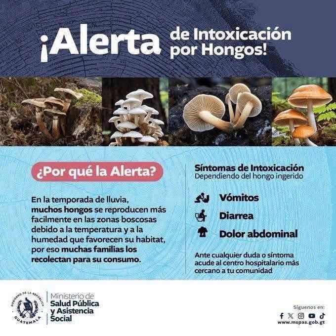 Intoxicación por hongos silvestres deja dos fallecidas en una familia de Palencia, Guatemala